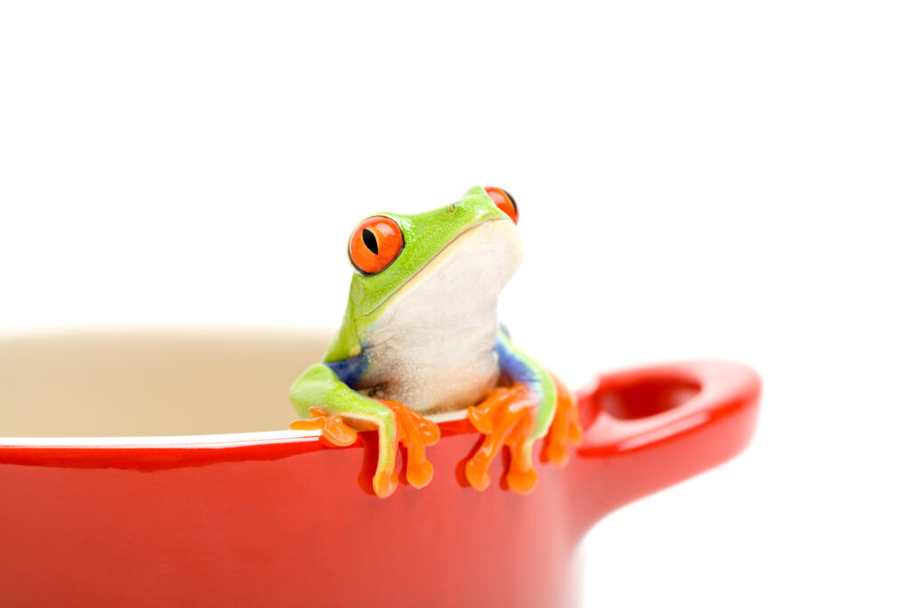 Green, white and orange frog looking out of a dark orange cooking pot.